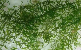 小龍蝦塘中，種伊樂藻有那些好處?什么時候種?怎么種?