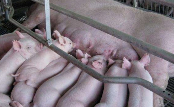 我國(guó)飼養(yǎng)的瘦肉型豬種有哪些？典型特征和生產(chǎn)性能如何？