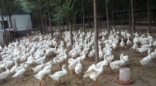養(yǎng)鵝的時(shí)候需要哪些問(wèn)題呢？