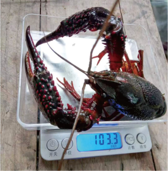 湖北飼料廠(chǎng)家